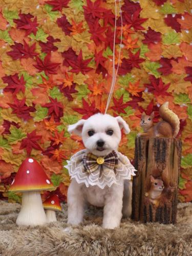 20241106うららちゃん